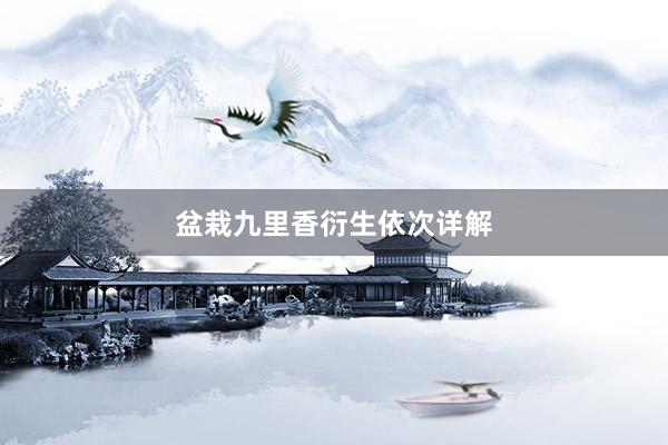 盆栽九里香衍生依次详解